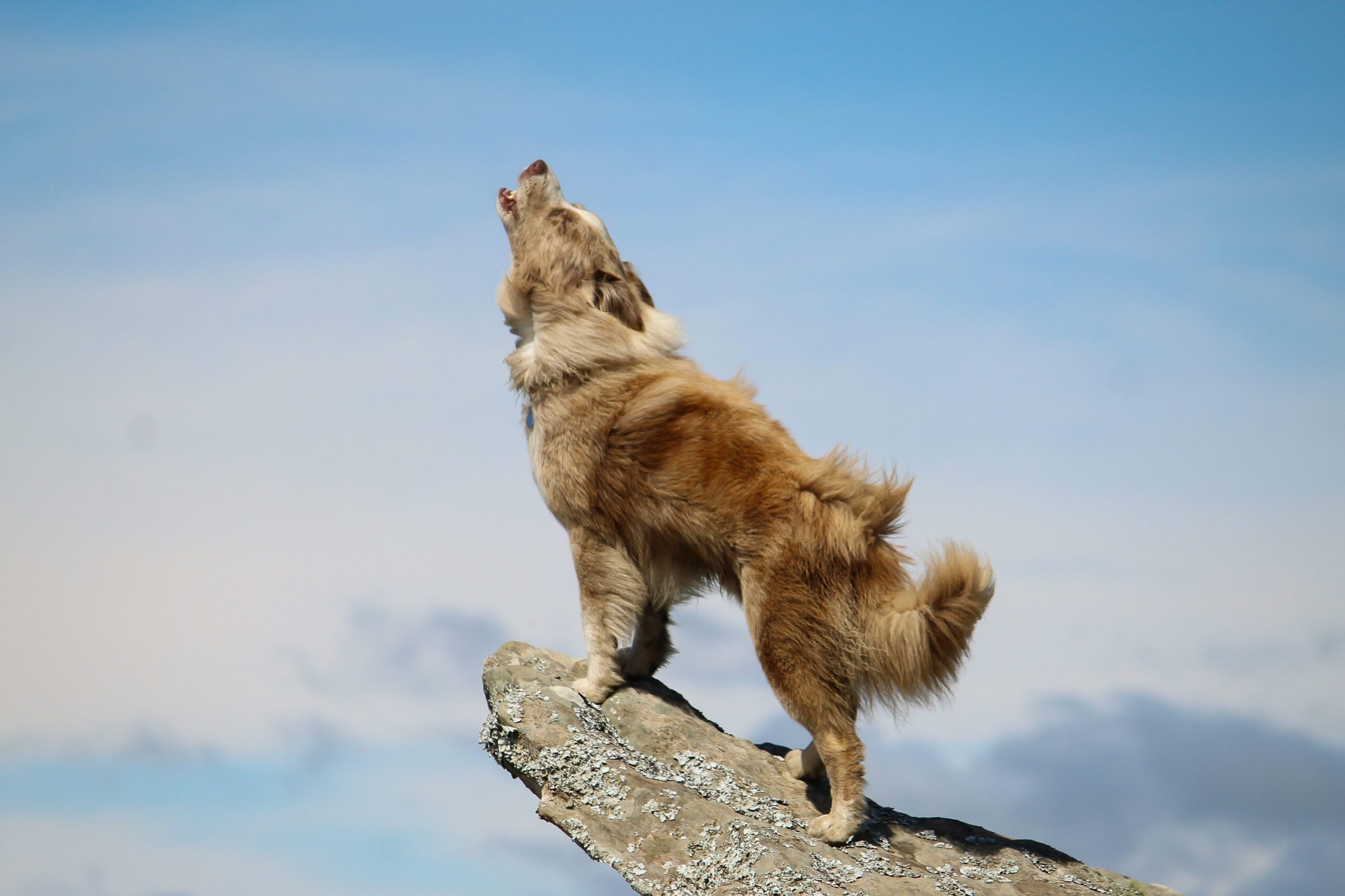 遠吠えする犬