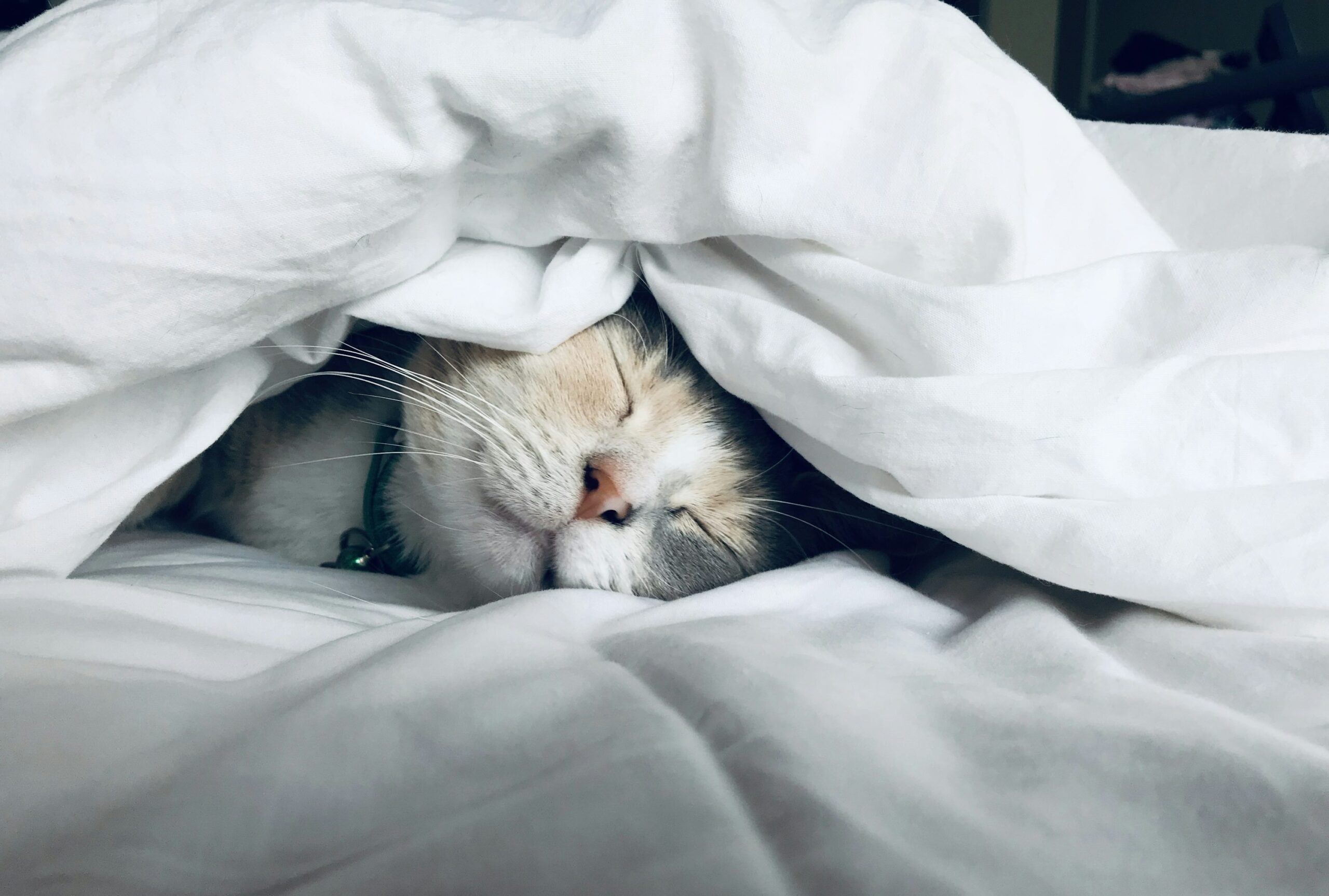 布団で眠る子猫