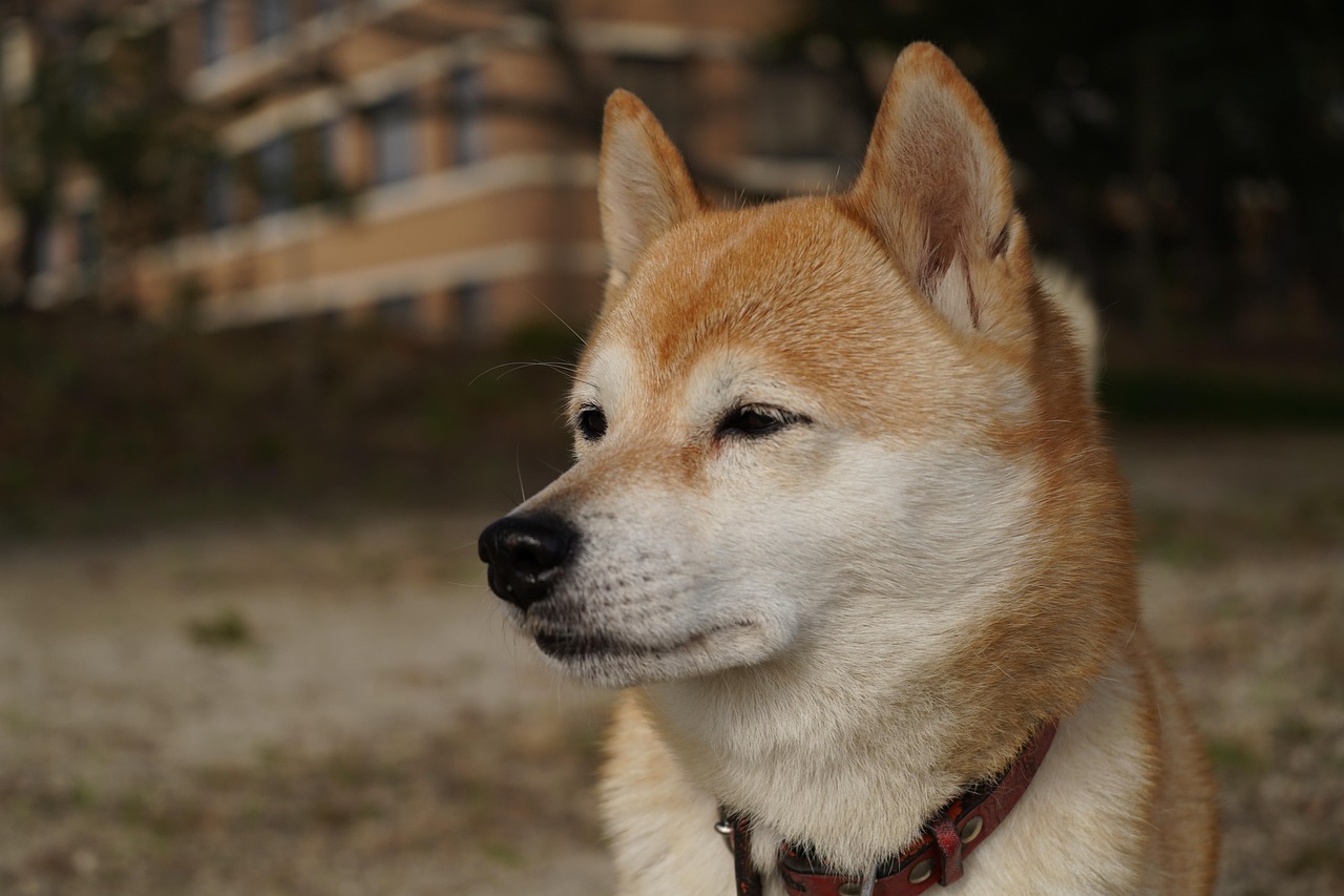 くつろぐ犬