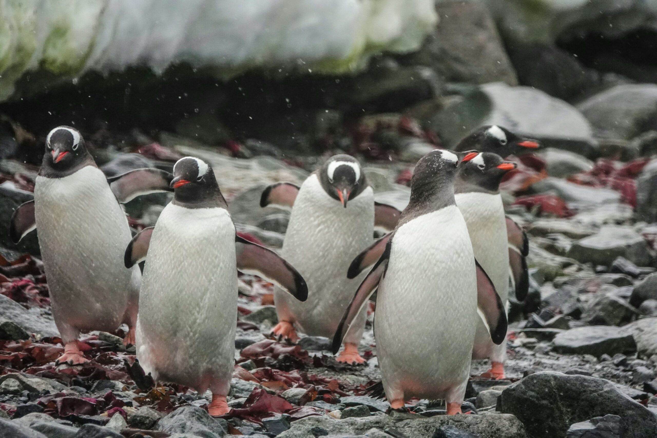 並んで歩くペンギン