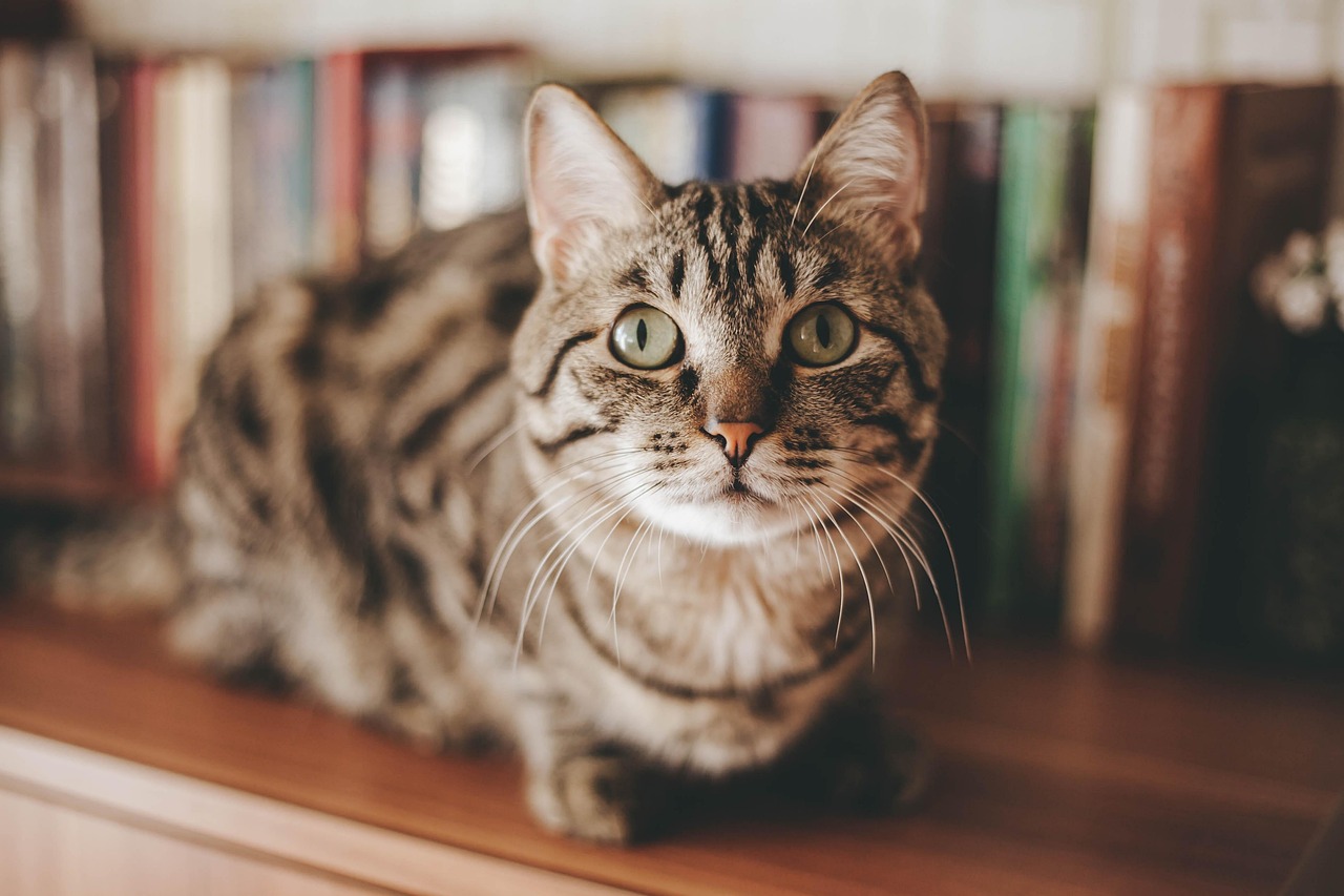 本棚の前の猫