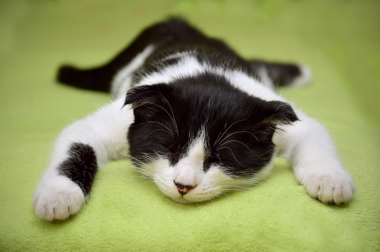 くつろぐ猫