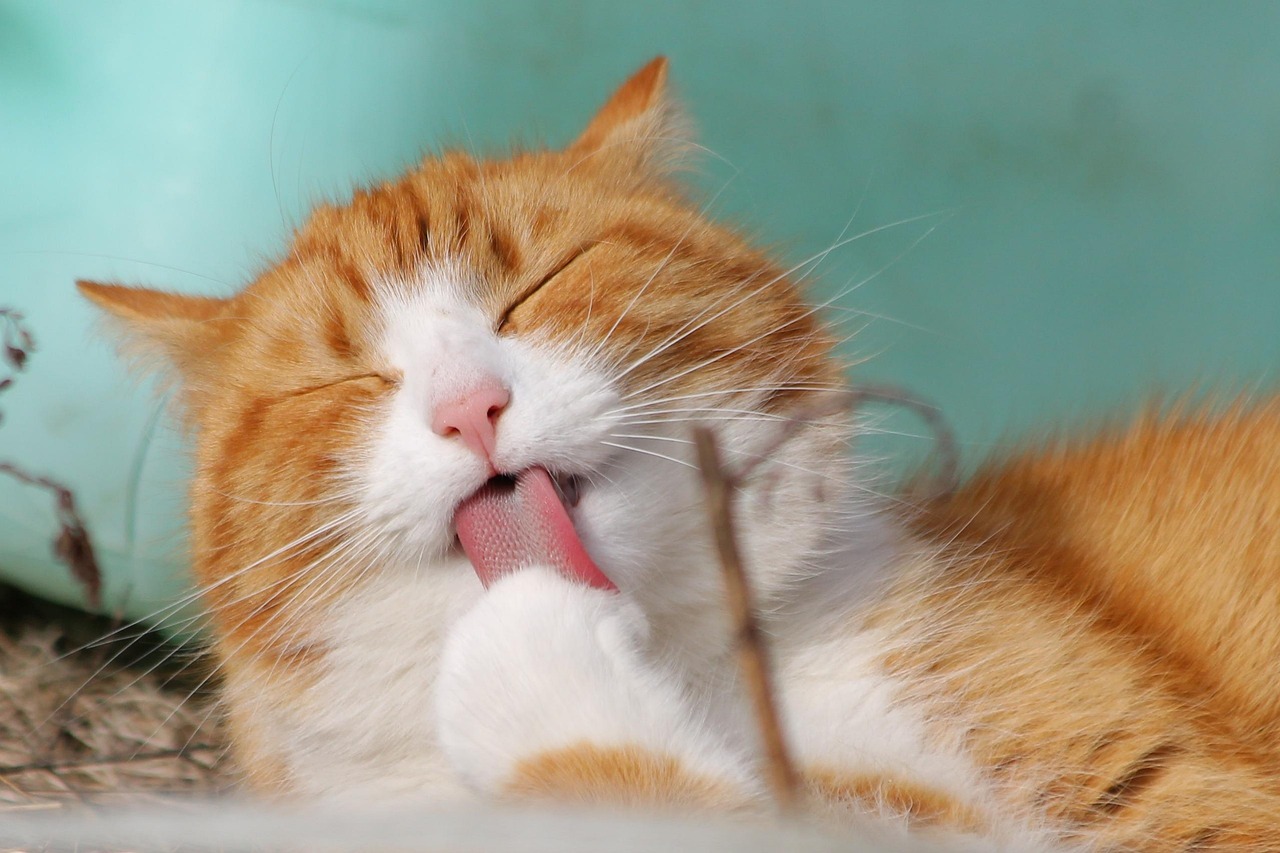 満足そうな猫