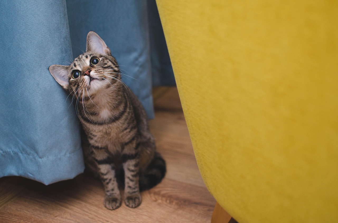見上げる猫