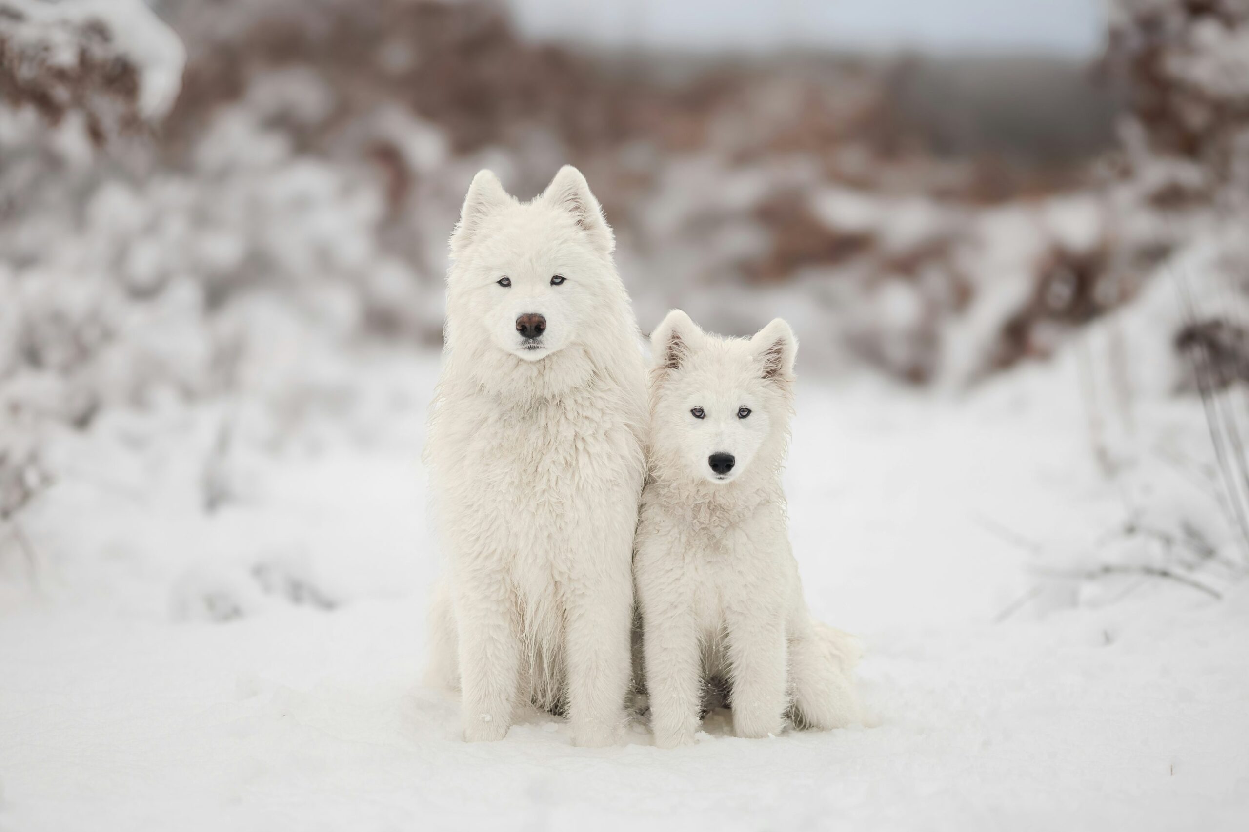 雪の中の2匹の白い犬