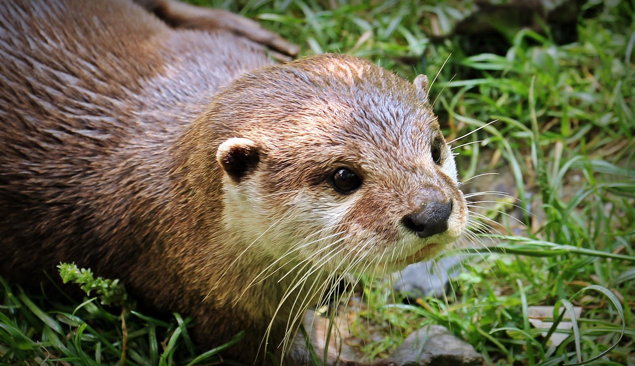 草むらのカワウソ