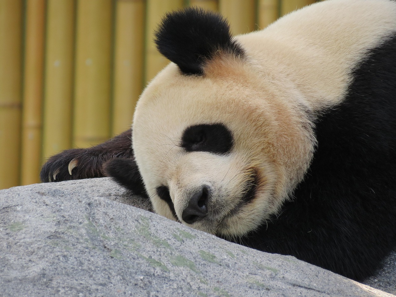 眠るパンダ