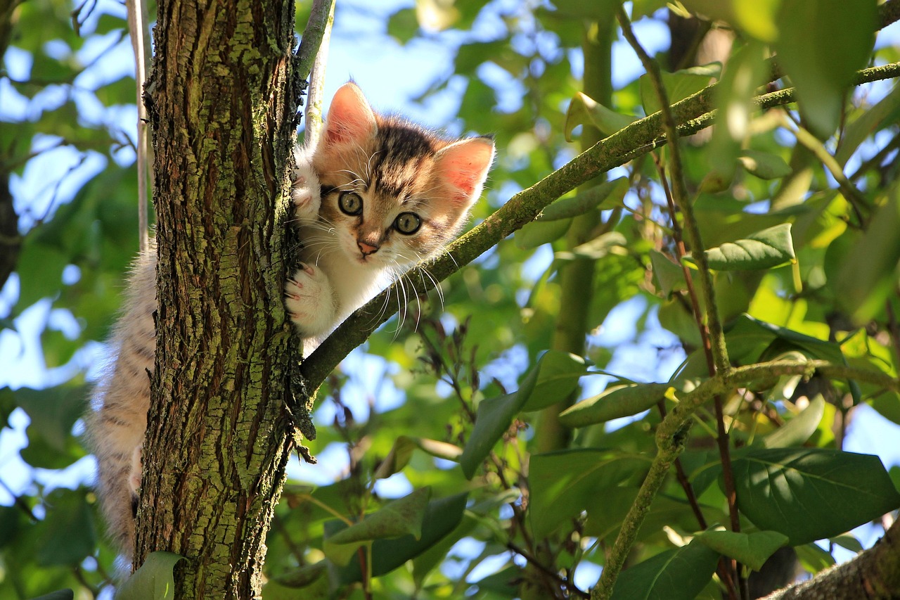 木の上からのぞく子猫