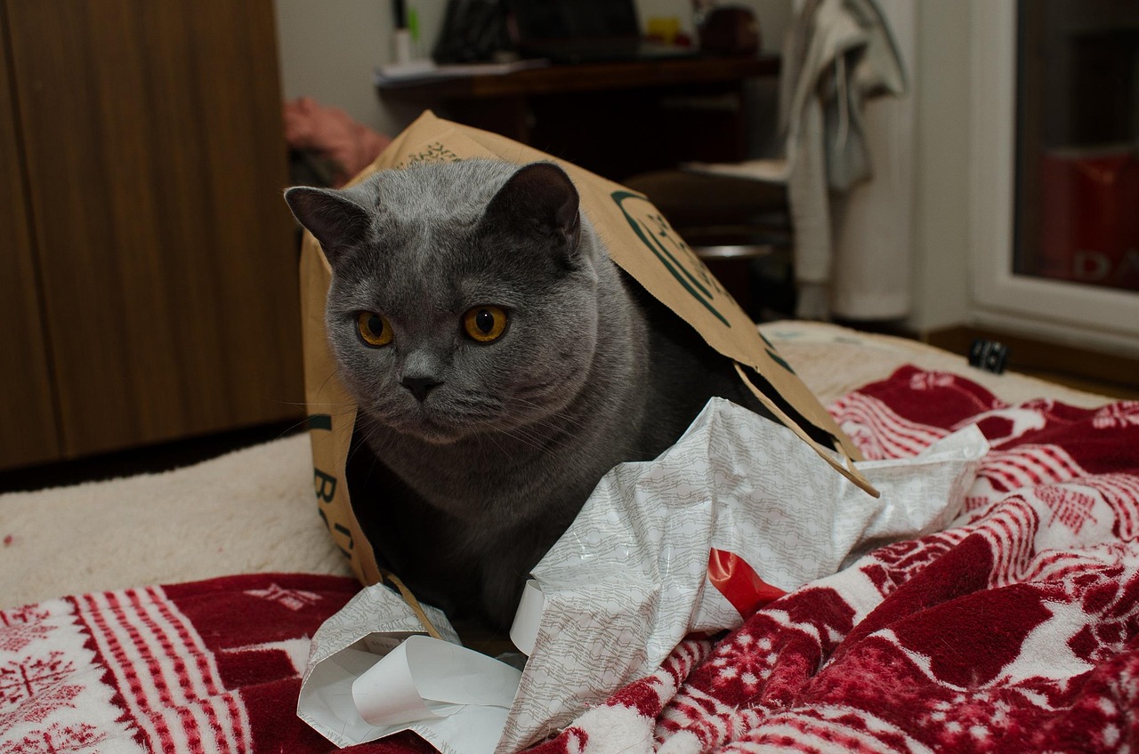 箱の中で考えごとをする猫