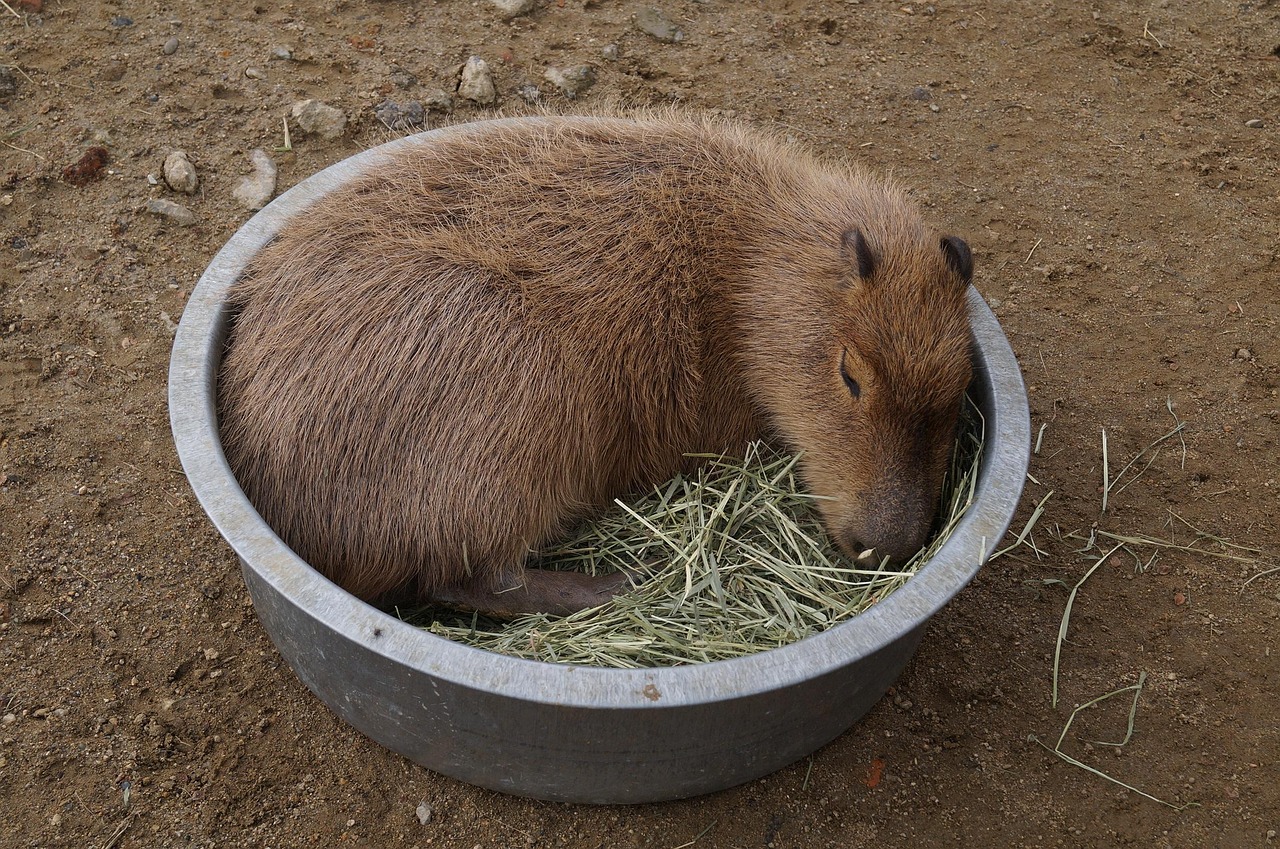 たらいに入ったカピバラ