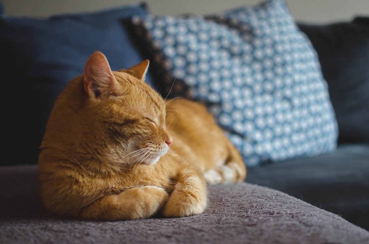クッションで眠る茶トラ猫