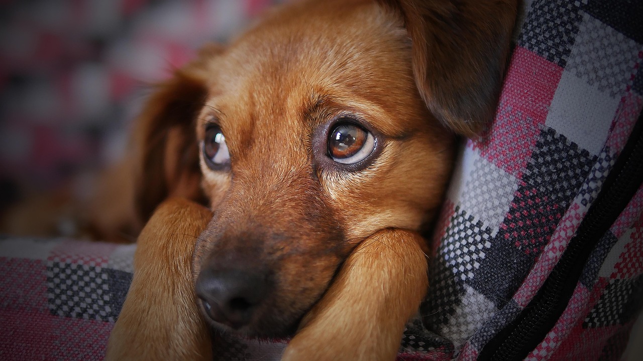 毛布にくるまる犬