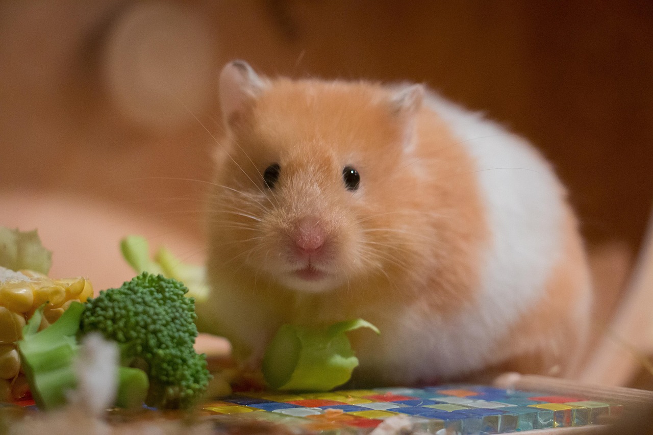 野菜を食べるハムスター