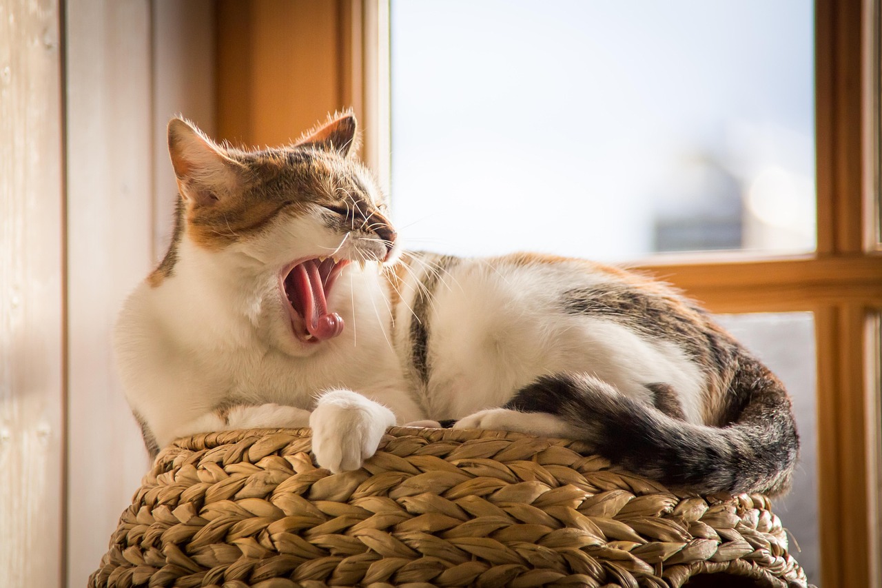 あくびする猫