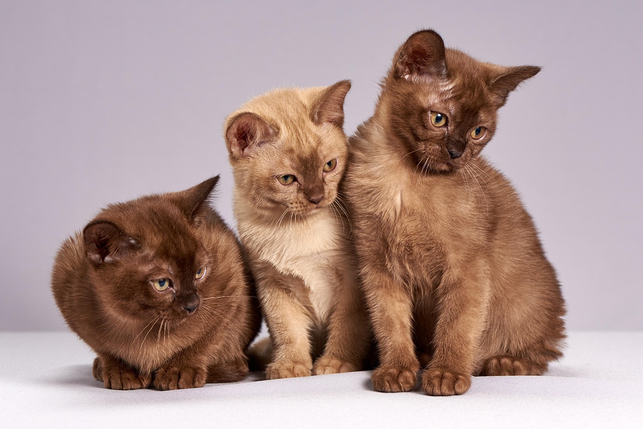 並んでこちらを見る3匹の子猫