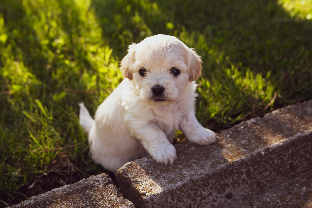 白い子犬