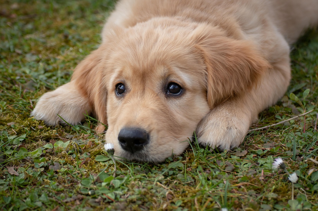 寝そべる子犬
