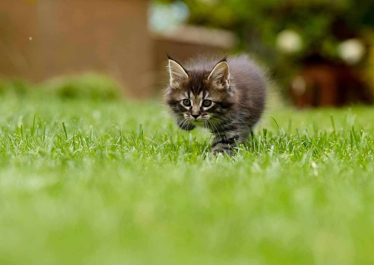 芝生を歩く子猫