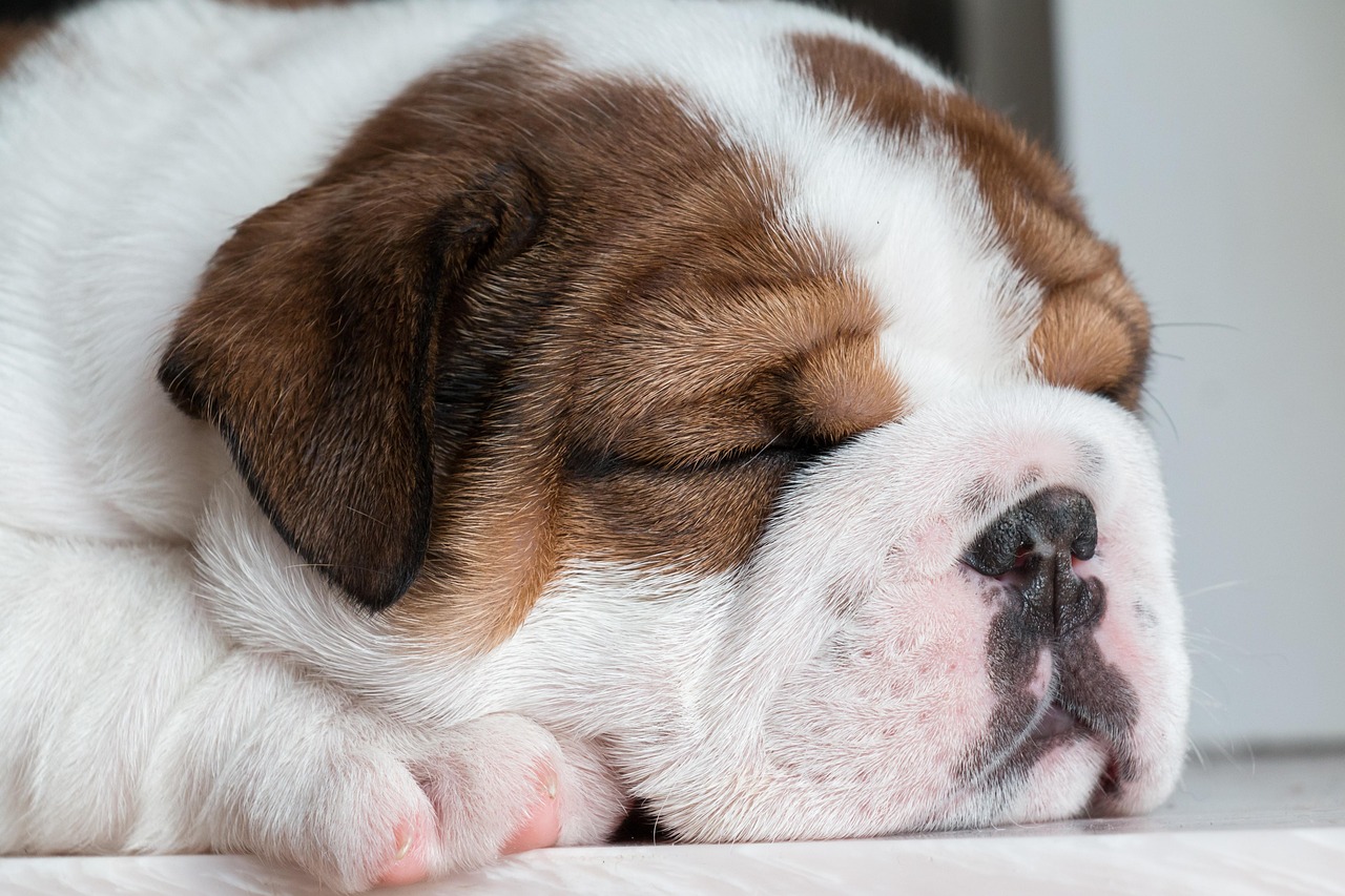 ぐっすり眠る子犬
