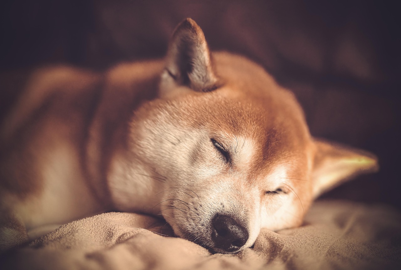 眠る柴犬