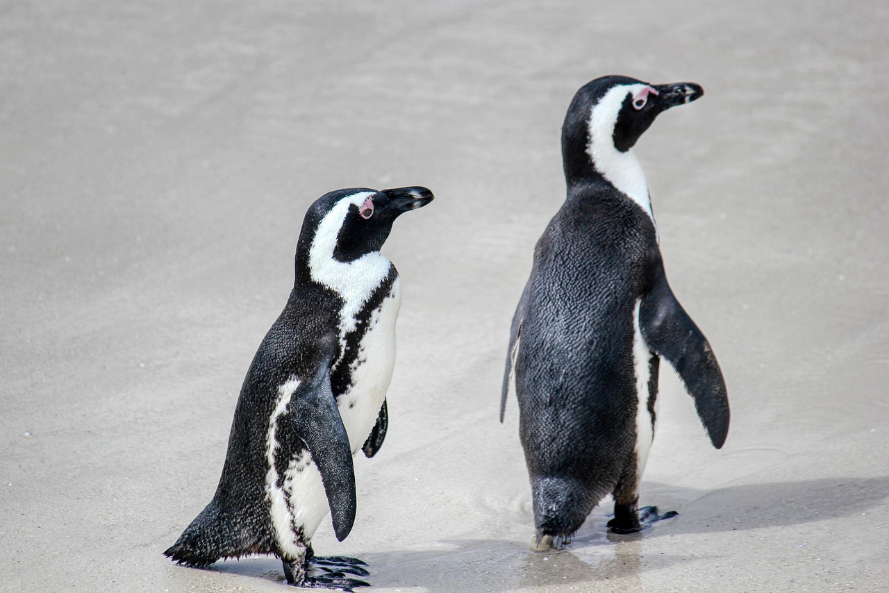 向かい合う2羽のペンギン