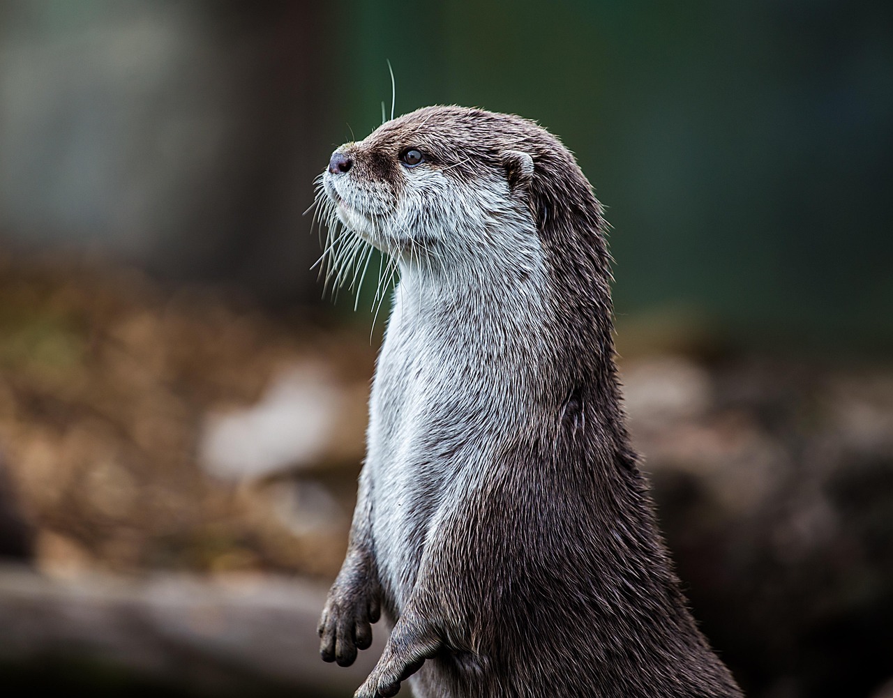立ち上がって見つめるカワウソ