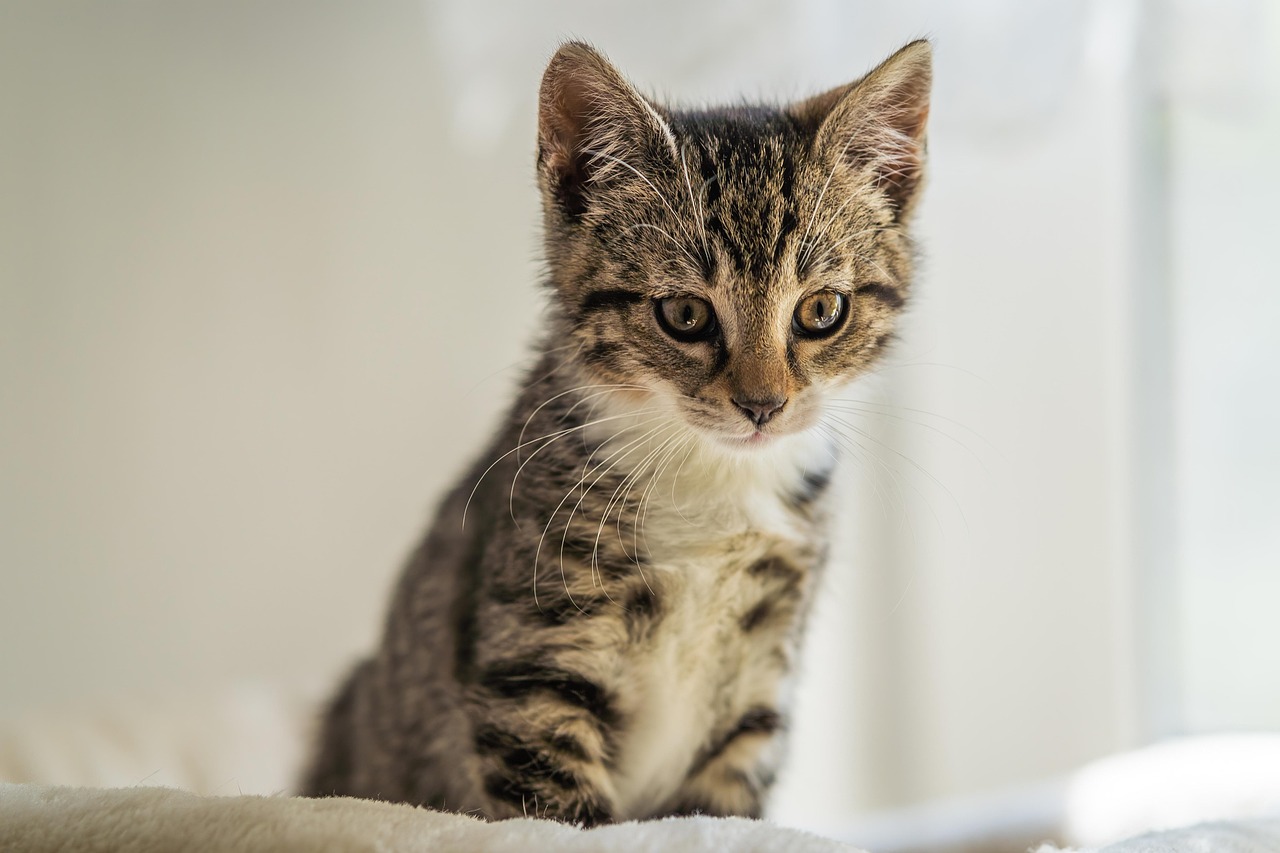 こちらを見る子猫