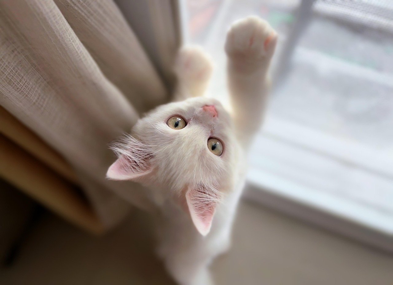 手を伸ばす白い子猫