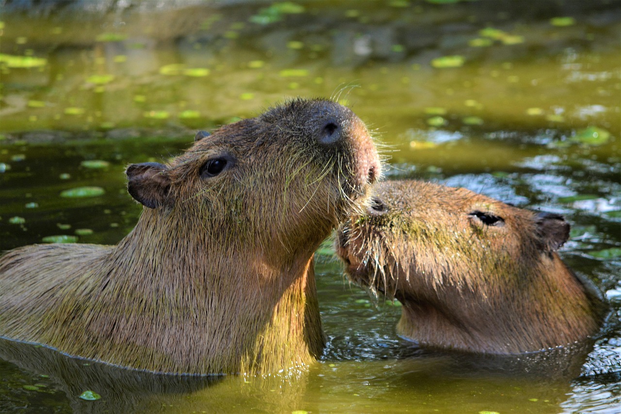 寄りそう2匹のカピバラ