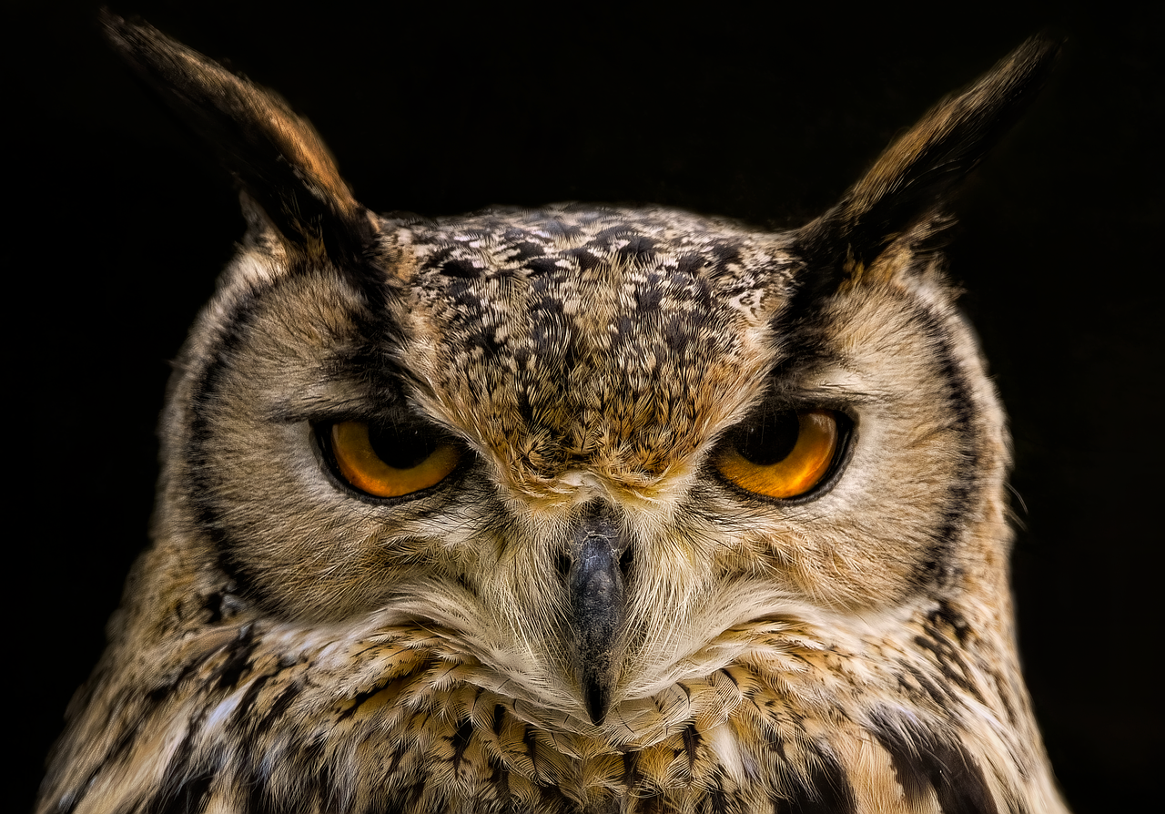 フクロウの顔