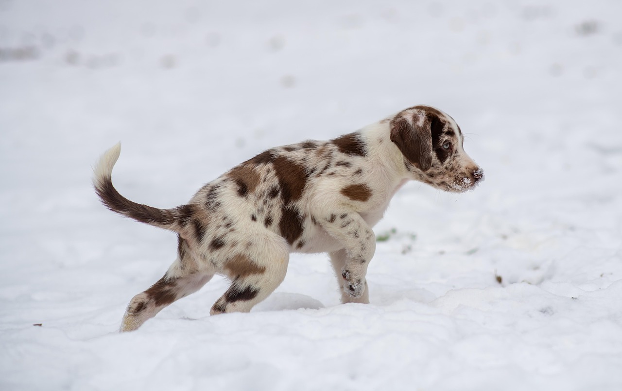 雪の中の子犬