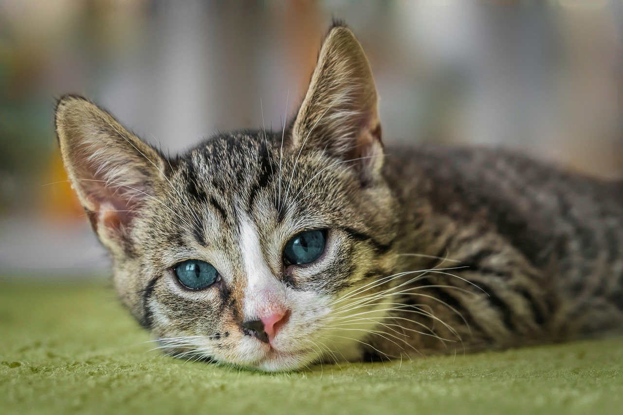 寝そべる猫