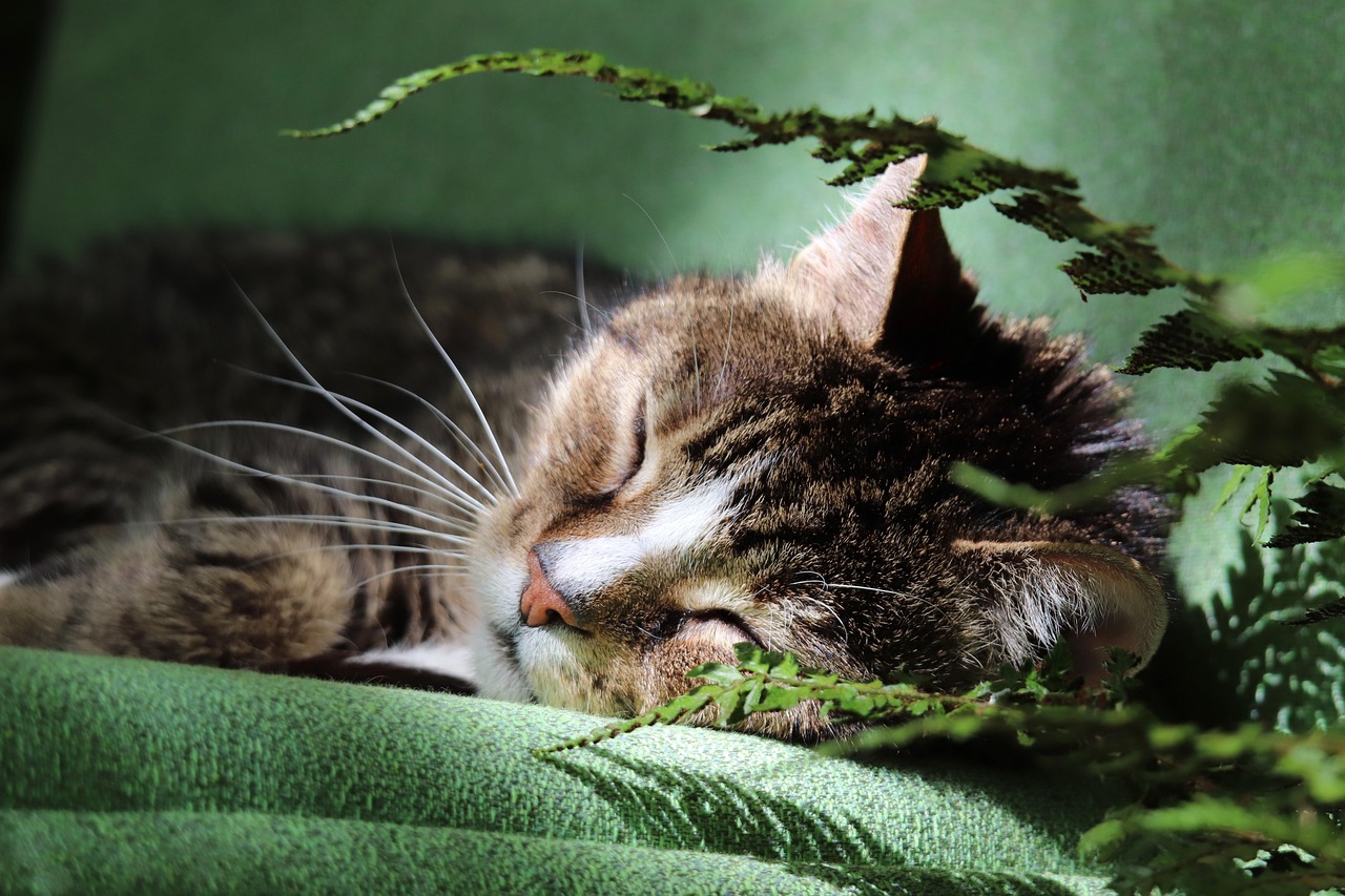気持ちよさそうに眠る猫